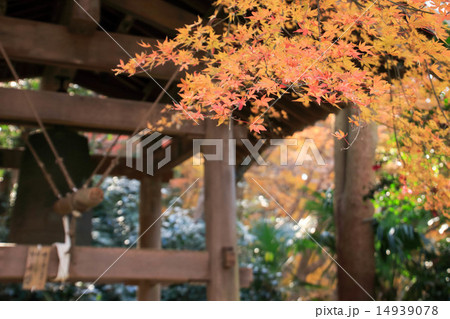 瑞泉寺の紅葉 瑞泉寺の紅葉 14939078