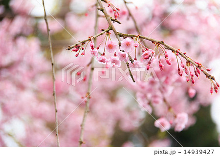 長谷寺の桜 長谷寺の桜 14939427