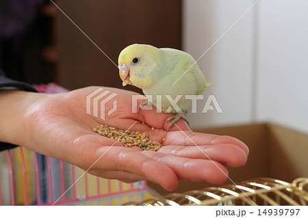 手乗りインコ 14939797
