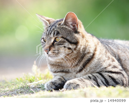 昼下がりの猫 14940099