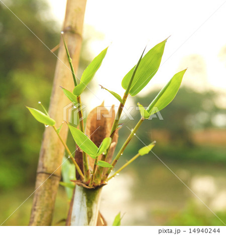 bamboo garden 14940244