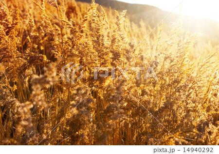 Gold meadow 14940292