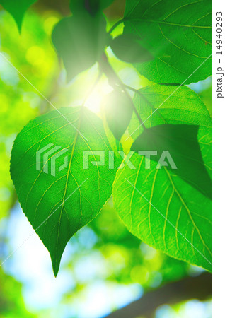 Branch green leafes in sunny day 14940293