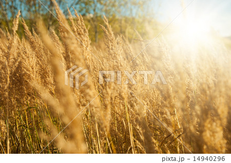 Green meadow 14940296