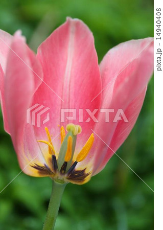 チューリップ 14940408