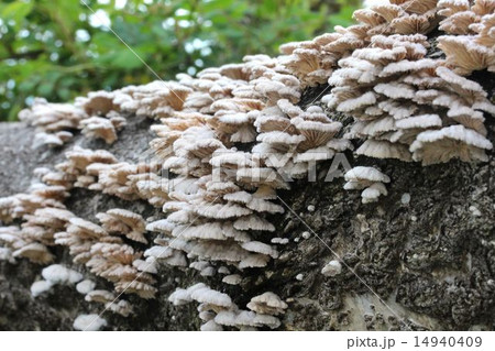 キノコ 14940409