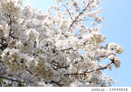 桜 14940648