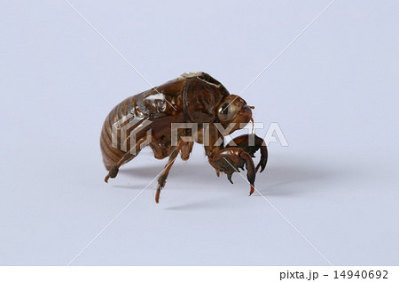 セミの抜け殻 セミの抜け殻 14940692