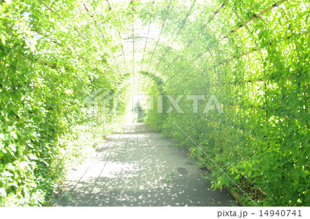 緑のトンネル 14940741