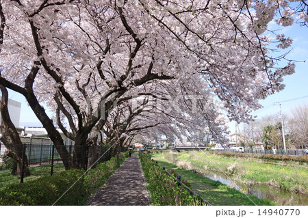 東京都三鷹市の野川の桜（調布航空宇宙センター飛行場分室付近） 14940770