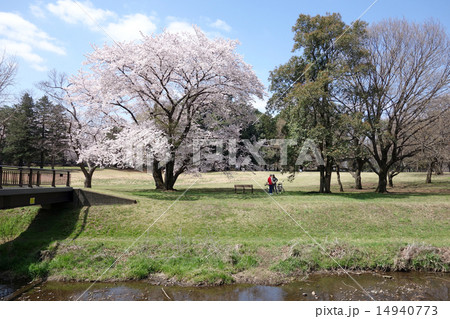 野川公園の桜 柳橋 の写真素材