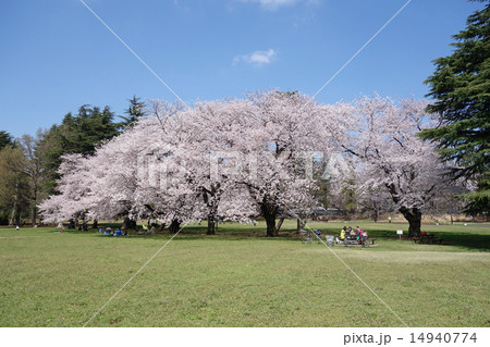 都立野川公園の桜（自由広場） 14940774