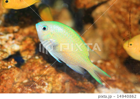 デバスズメダイ 14940862