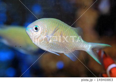 デバスズメダイ 14940863