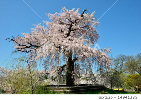 円山公園の桜 14941335