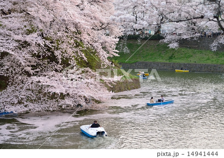 桜　千鳥ヶ淵 14941444