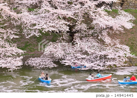 桜 千鳥ヶ淵 桜 千鳥ヶ淵 14941445