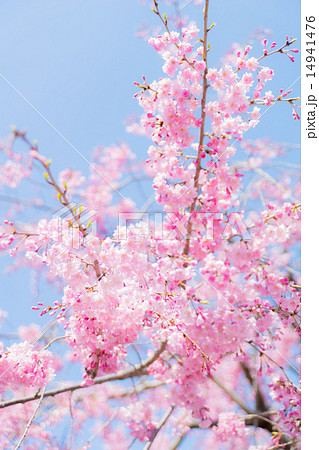 満開の八重紅枝垂と青空 満開の八重紅枝垂と青空 14941476