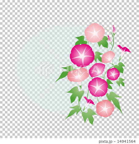 牽牛花 -  02■Asagao·牽牛花·夏日形象·粉紅色·紅紫色 14941564