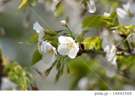 桜 14942509