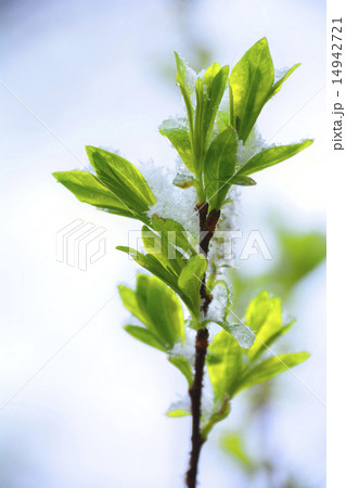 新緑に雪 14942721