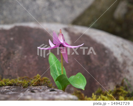 かたくり かたくり 14942729