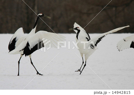丹頂 14942815