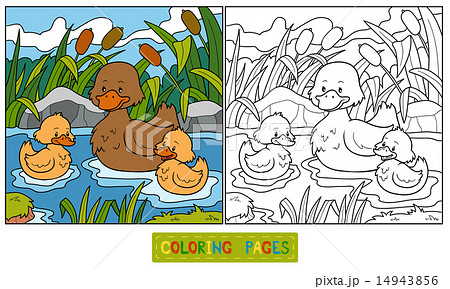 Coloring book (duck) 14943856