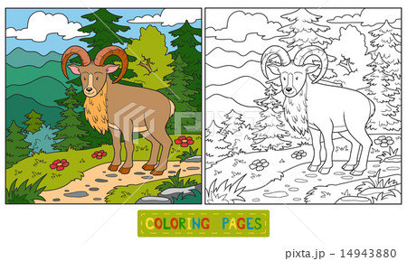 Coloring book (urial) Coloring book (urial) 14943880