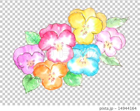 パンジー 春 花 カラフル 可愛い 植物 春の花 花壇 フラワーアレンジメント 挿絵 イラスト 水彩のイラスト素材