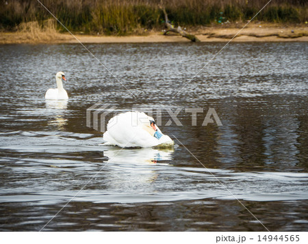 Beautiful young swans in lake Beautiful young swans in lake 14944565