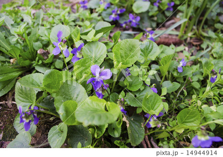 Bush blooming violets Bush blooming violets 14944914