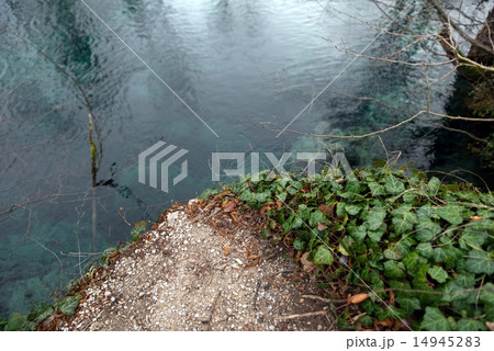 Creeping ivy on the ground outdoors Creeping ivy on the ground outdoors 14945283