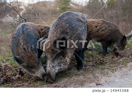 Wild pigs Wild pigs 14945388