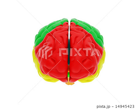 3d human brain 3d human brain 14945423