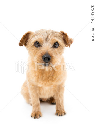 ノーフォークテリア 14945870