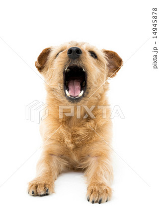 ノーフォークテリア 14945878