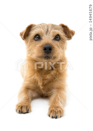 ノーフォークテリア 14945879