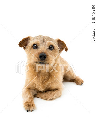 ノーフォークテリア ノーフォークテリア 14945884