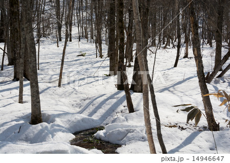 早春の林 早春の林 14946647
