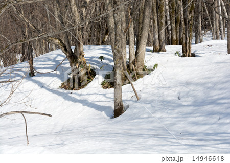 早春の林 早春の林 14946648