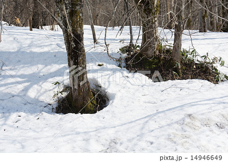 早春の林 早春の林 14946649