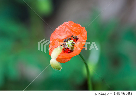 オレンジ色のポピー オレンジ色のポピー 14946693