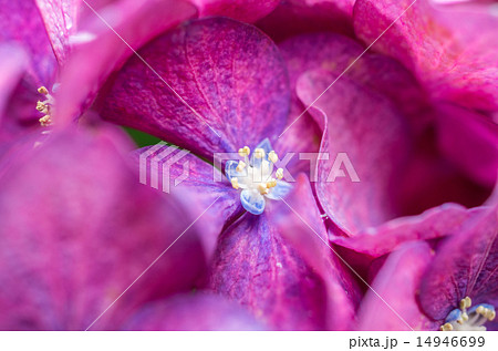 紫陽花の小さな花 紫陽花の小さな花 14946699
