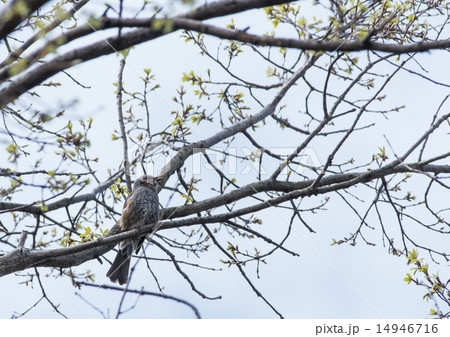 鳴いているヒヨドリ 14946716