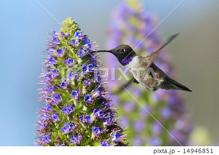 Black-chinned Hummingbird Black-chinned Hummingbird 14946851