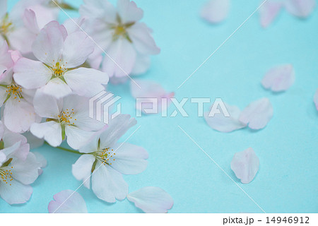 さくらテクスチャ さくらテクスチャ 14946912