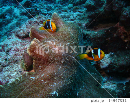 サイパンのイソギンチャクとオレンジフィンアネモネフィッシュのペアの写真素材