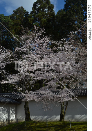 醍醐寺の桜 醍醐寺の桜 14947579