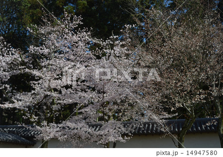 醍醐寺の桜 醍醐寺の桜 14947580